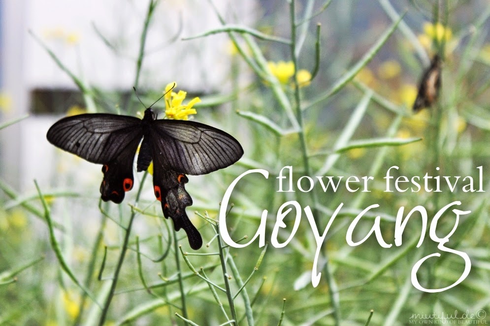 Goyang Flower Festival