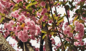 Cherry Cherry Blossoms ♪♫♪