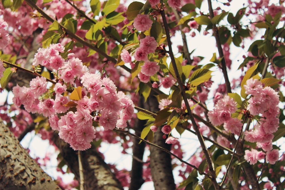 Cherry Cherry Blossoms ♪♫♪