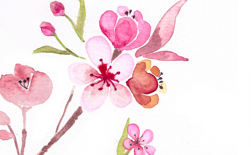 Kirschblüten im Frühling